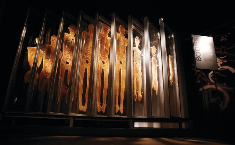 Las Vegas: BODIES | The Exhibition at the Luxor - FAQ: Quick Questions & Practical Answers