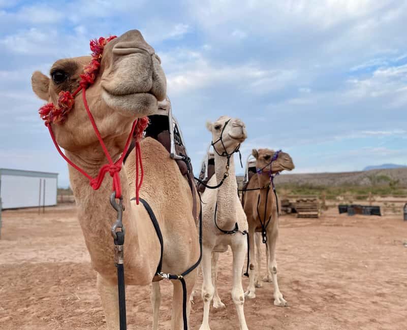 Las Vegas: Desert Camel Ride - FAQ: Your Questions Answered
