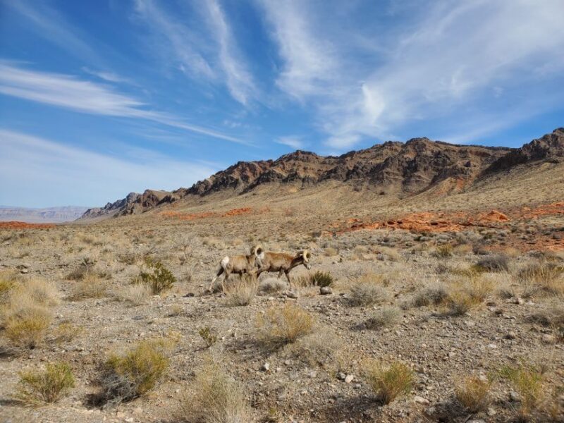Las Vegas: Hoover Dam & Valley of Fire Day Trip with Brunch - Who Will Enjoy This Tour?