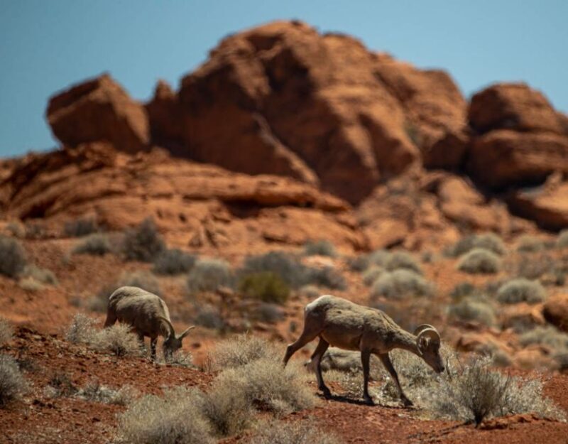 Las Vegas- Offroad Experience Wildlife, Ghost Towns and more - The Sum Up: Is This Tour Worth It?