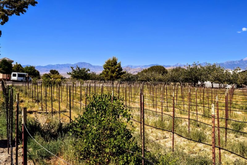 Las Vegas / Pahrump Wine Tasting Tour and snacks - FAQ