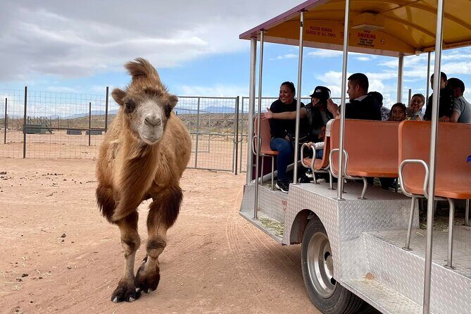 Las Vegas Safari Tram Ride and Zoo Tour at Camel Safari - Discover the Wild Side Near Las Vegas: Camel Safaris Tram and Zoo Tour