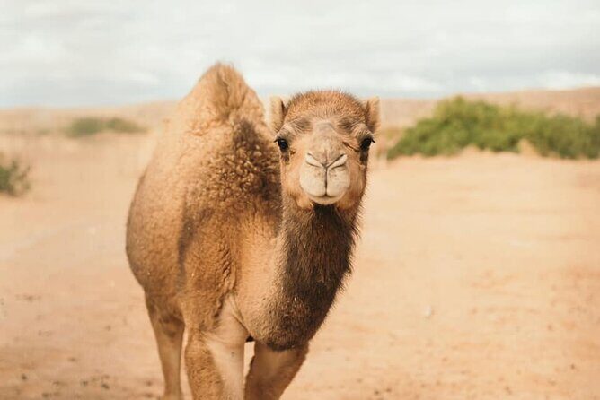 Las Vegas Safari Tram Ride and Zoo Tour at Camel Safari - FAQ