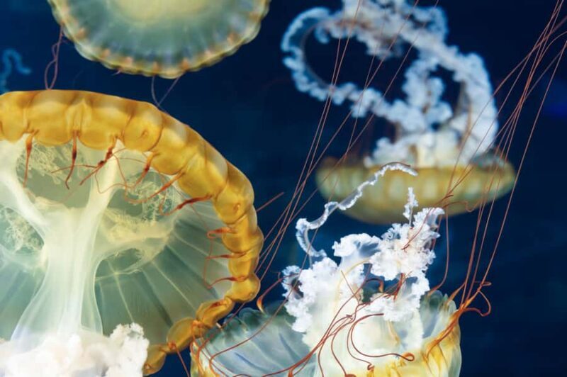 Las Vegas: Shark Reef Aquarium Entry Ticket - Key Points