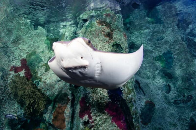 Las Vegas: Shark Reef Aquarium Entry Ticket - FAQ