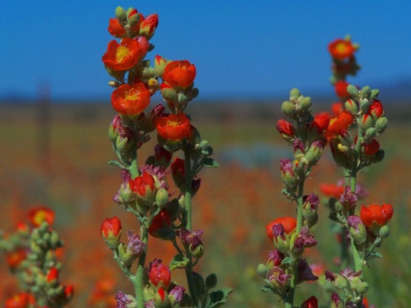 Las Vegas: Small-Group Grand Canyon South Rim Sunset Tour - Final Thoughts