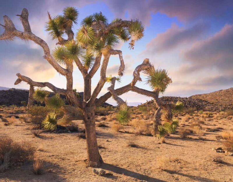 Las Vegas to Los Angeles One Way Tour via Joshua Tree NP - A Detailed Look at the Experience