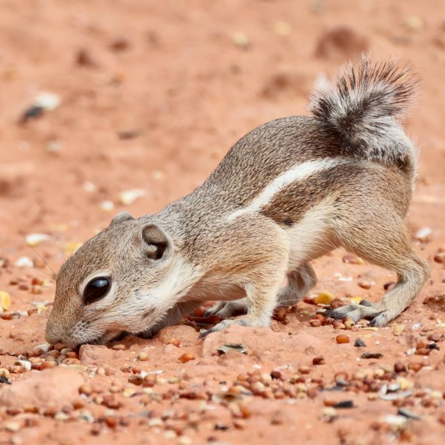 Las Vegas: Valley of Fire and Red Rock Canyon Day Trip - In-Depth: The Experience and Its Value