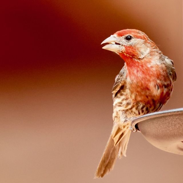 Las Vegas: Valley of Fire Sunset Tour with Hotel Transfers - FAQ