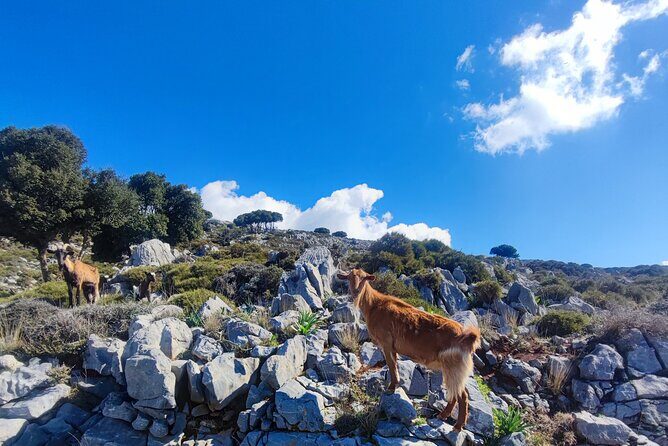 Lasithi plateau,wine and olive oil tasting,Greek Mythology park - Exploring the Itinerary in Detail