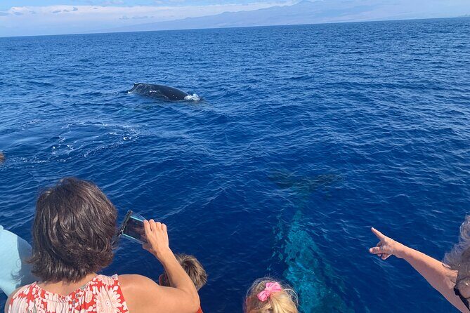 Late Morning Whale Watch Cruise from A'bay - Key Points