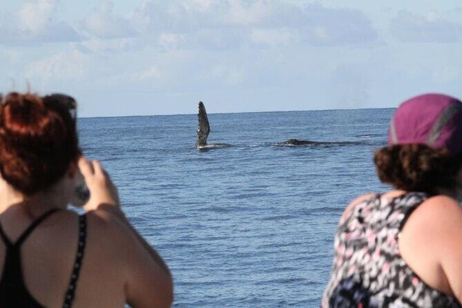 Late Morning Whale Watch Cruise from A'bay - Final Thoughts