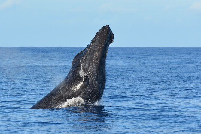 Late-Morning Whale Watch from Kawaihae - Key Points