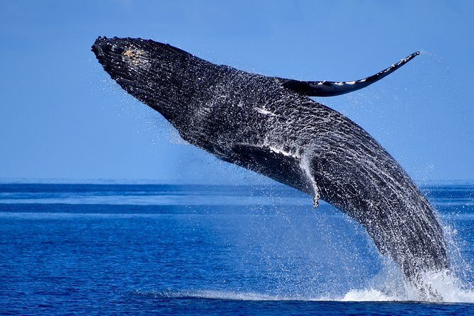 Late-Morning Whale Watch from Kawaihae - Frequently Asked Questions