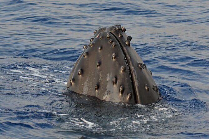 Late-Morning Whale Watch from Kawaihae - Final Thoughts