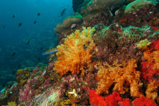 Lauderdale By The Sea Replicated Shipwreck & Reef Snorkel Trails - Frequently Asked Questions