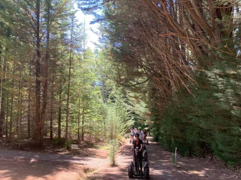 Launceston: Hollybank Forest Guided Segway Tour with Photos - Who Should Consider This Tour?