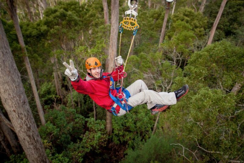 Launceston: Hollybank Forest Treetop Zip Lining with Guide - An in-depth look at what you can expect