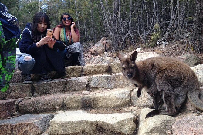 Launceston to Hobart via Wineglass Bay - Active one-way Day Tour - An In-Depth Look at the Tour Experience