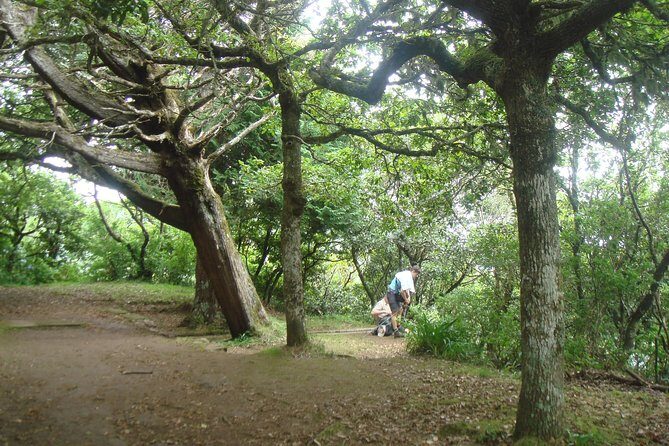 Laurissilva Forest Walk - Key Points