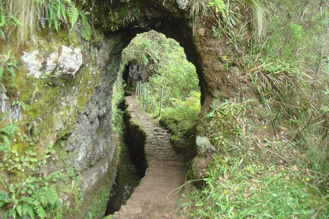 Laurissilva Forest Walk - What’s Included and What You Should Bring