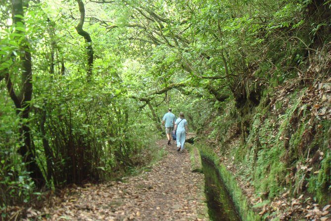 Laurissilva Forest Walk - Who Will Love This Tour?