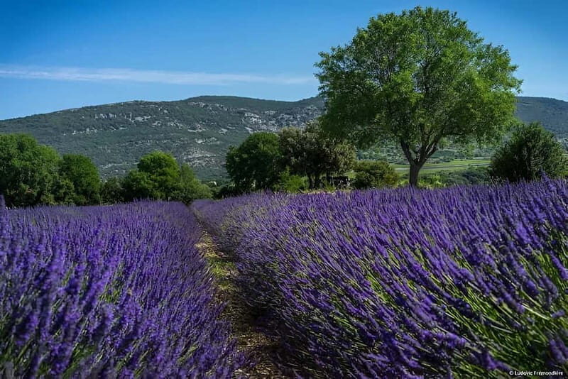 Lavande Guided Tour And Live Distillation - Exploring the Lavender Experience in Auvergne-Rhône-Alpes