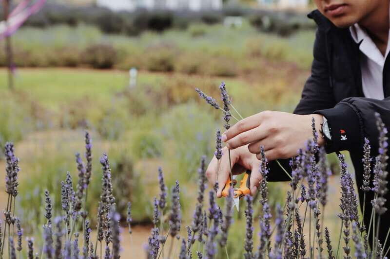 Lavender Experience Valle de Guadalupe - Guided Field Tour - Who Will Love This Tour?