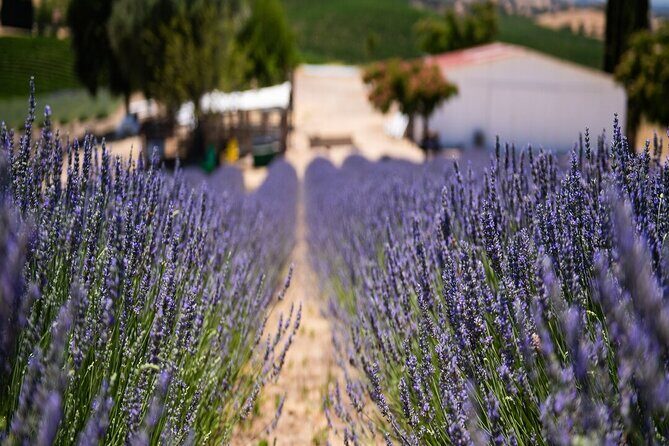 Lavender Farm U-Pick Day Pass - An Authentic Lavender Harvest at Hambly Farms