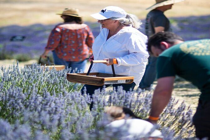 Lavender Farm U-Pick Day Pass - A Detailed Look at the Lavender Farm U-Pick Day Pass