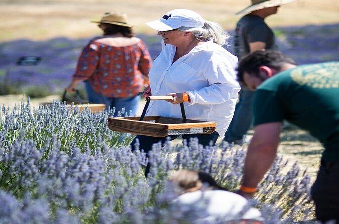 Lavender Farm U-Pick Day Pass - Who Will Love This Experience?