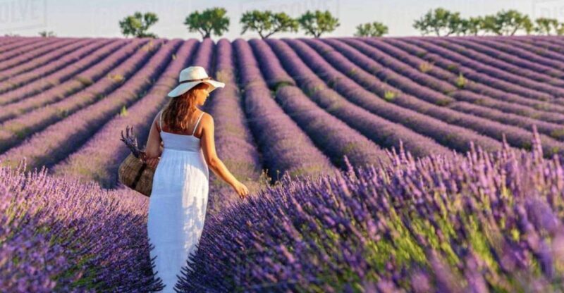 Lavender Fields Tour - Exploring the Provence Lavender Fields Tour