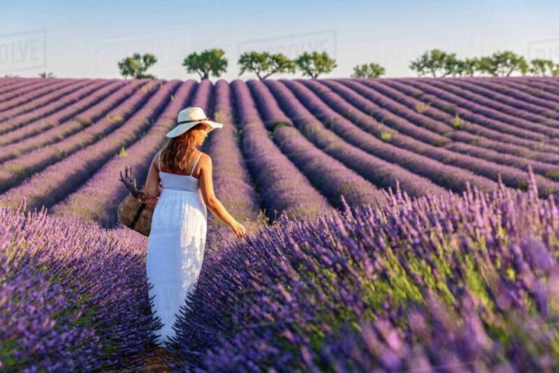 Lavender Fields Tour - The Value and Practicalities