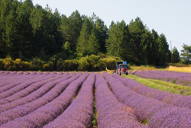 Lavender Full-day Tour in Sault From AIX-EN-PROVENCE - FAQ