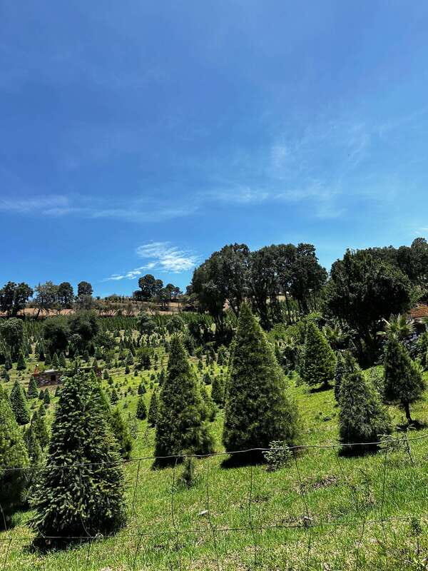 Lavender Ranch, Chautla and Val`Quirico. - Possible Drawbacks or Considerations