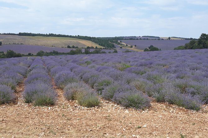Lavender Tour Sault from Marseille - Who Would Love This Tour?