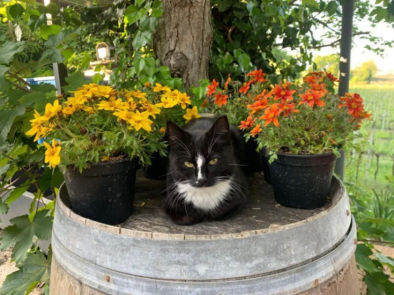 Lazise: Biodynamic Farm Tour and Natural Wine Tasting - Key Points