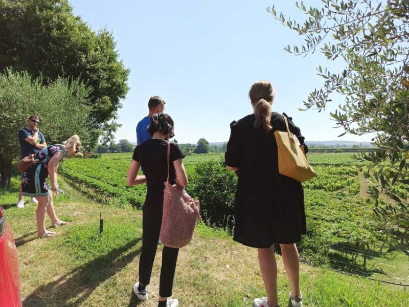 Lazise: Winery Tour with Garda Wines and Food Tasting - Experience Overview: Lazise’s Winery Tour with Garda Wines and Food Tasting