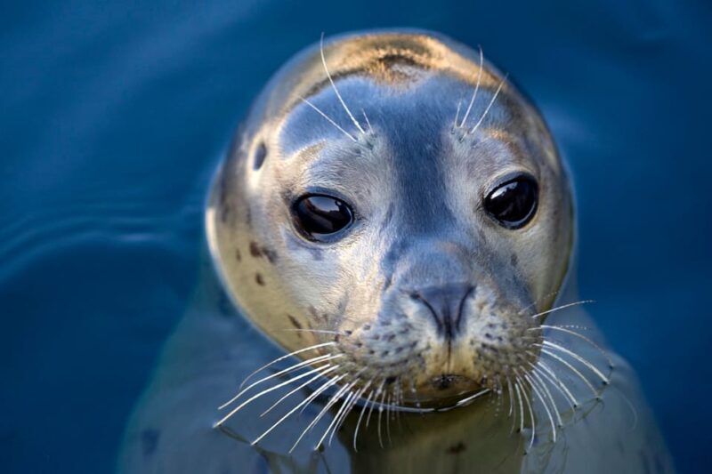Le Grau-du-Roi: Seaquarium Skip-the-Line Entrance Ticket - Final Thoughts: Is the Seaquarium Worth It?