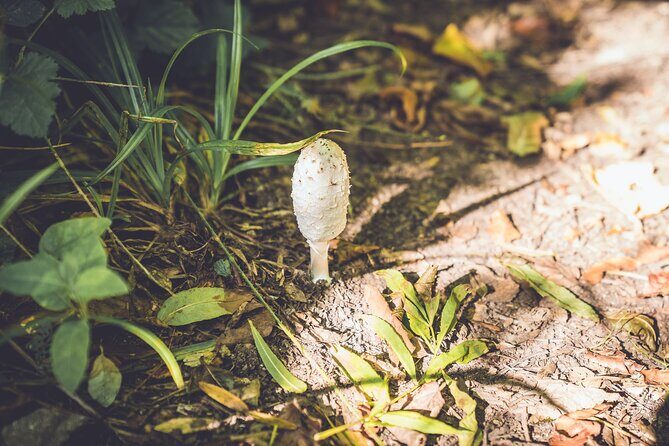 Learn to forage in Llangollen - FAQ
