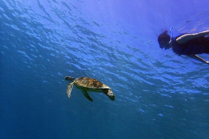 Learn to Stand Up Paddleboard! Includes 5 Star Snorkeling Tour! - Key Points