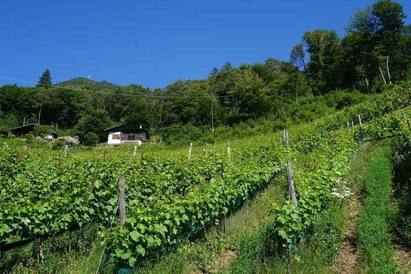 Ledro Lake: Guided Tour & Wine Tasting Among the Vines - Ledro Lake: Guided Tour & Wine Tasting Among the Vines
