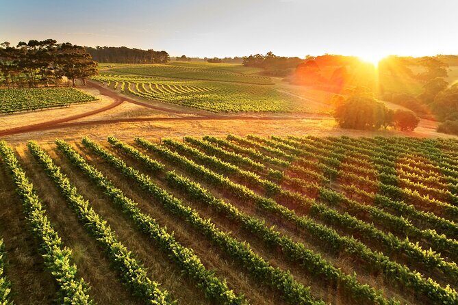 Leeuwin Estate Immersion Experience - Is This Tour Right for You?