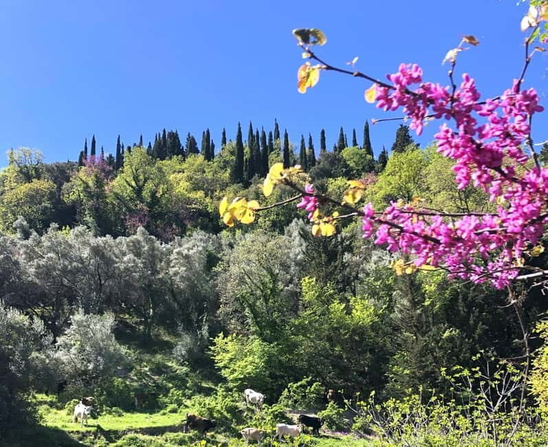 Lefkada: Mountain Gems Electric Fat Bicycle Tour & Tasting - Key Points