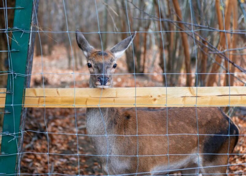 Legends&Wildlife Awaits: Dracula's Castle & Bear Sanctuary - Overview of the Experience