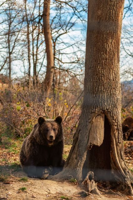 Legends&Wildlife Awaits: Dracula's Castle & Bear Sanctuary - What Travelers Say
