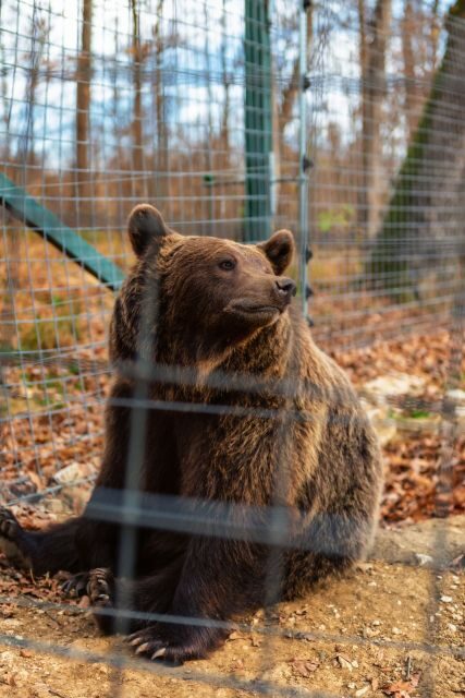 Legends&Wildlife Awaits: Dracula's Castle & Bear Sanctuary - Practical Details and Value
