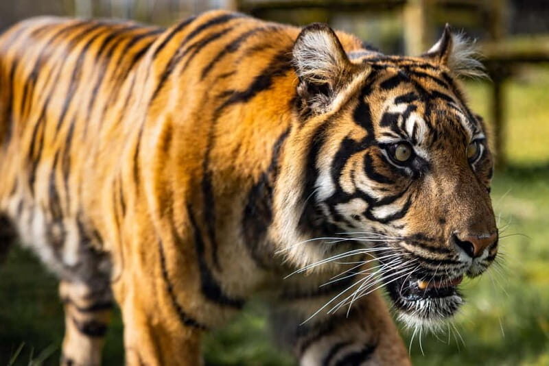 Leicestershire: Twycross Zoo Entry Ticket - What Makes Twycross Zoo Stand Out?