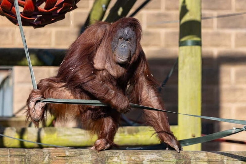 Leicestershire: Twycross Zoo Entry Ticket - What to Expect on Your Visit