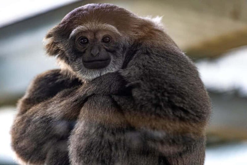 Leicestershire: Twycross Zoo Entry Ticket - Practical Tips for Visiting
